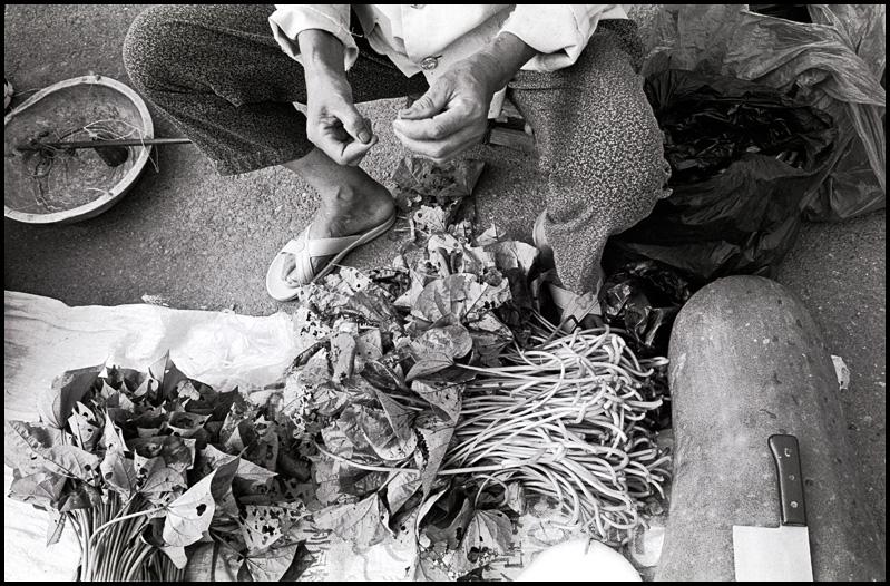 ©copyright Marco Giardini